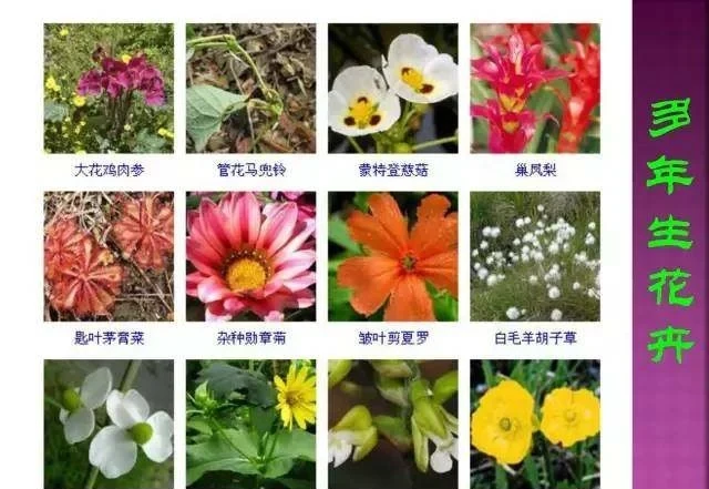超全常見花卉植物圖譜(1332種),再也不怕不認識花了
