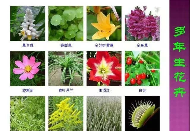 超全常見花卉植物圖譜(1332種),再也不怕不認識花了
