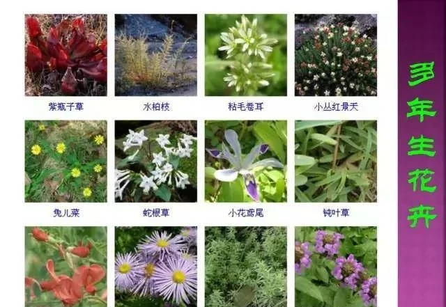 超全常見花卉植物圖譜(1332種),再也不怕不認識花了