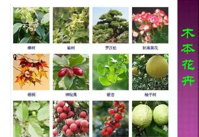 超全常見花卉植物圖譜(1332種),再也不怕不認識花了