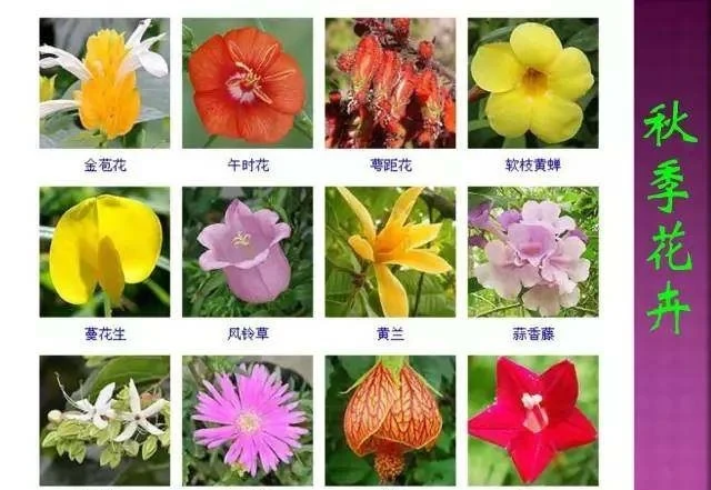 超全常見花卉植物圖譜(1332種),再也不怕不認識花了