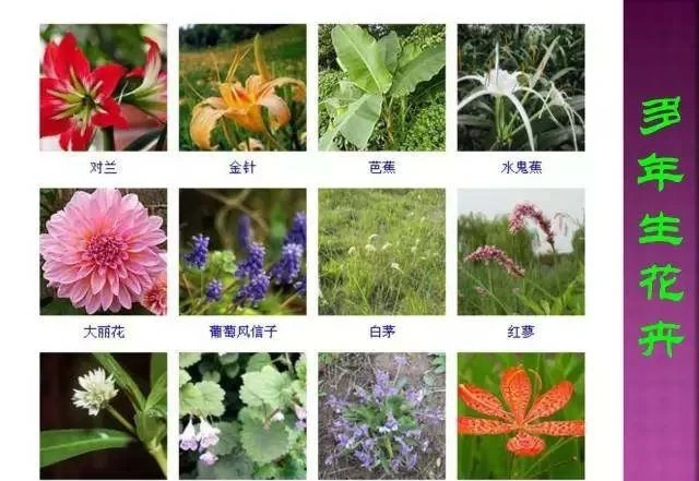 超全常見花卉植物圖譜(1332種),再也不怕不認識花了