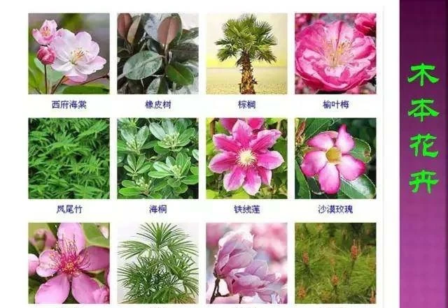 超全常見花卉植物圖譜(1332種),再也不怕不認識花了