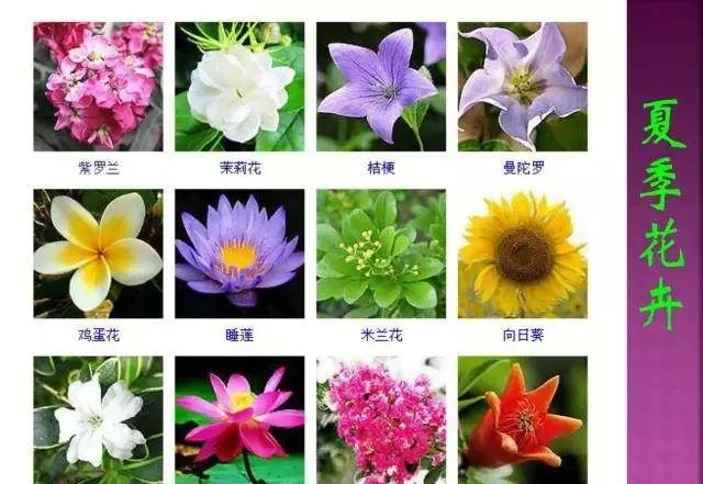 超全常見花卉植物圖譜(1332種),再也不怕不認識花了