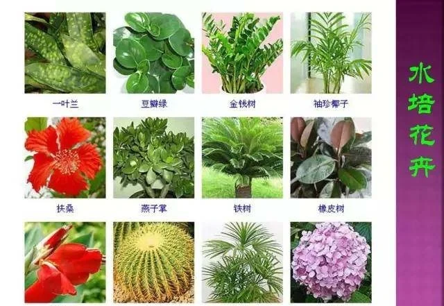 超全常見花卉植物圖譜(1332種),再也不怕不認識花了
