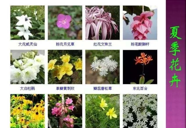 超全常見花卉植物圖譜(1332種),再也不怕不認識花了