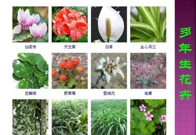 超全常見花卉植物圖譜(1332種),再也不怕不認識花了