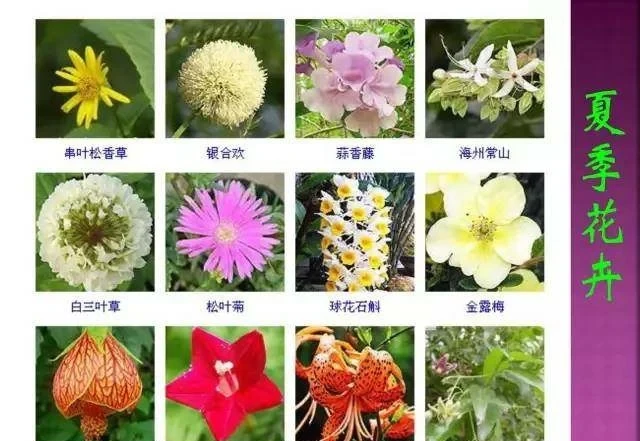超全常見花卉植物圖譜(1332種),再也不怕不認識花了