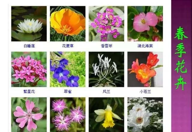 超全常見花卉植物圖譜(1332種),再也不怕不認識花了