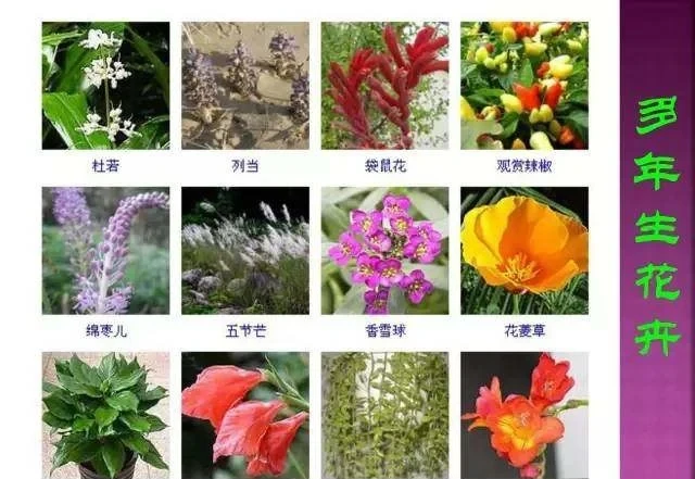 超全常見花卉植物圖譜(1332種),再也不怕不認識花了