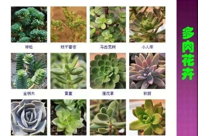 超全常見花卉植物圖譜(1332種),再也不怕不認識花了