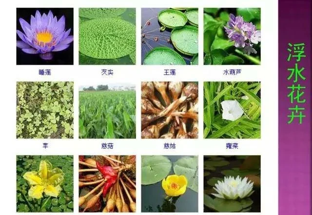 超全常見花卉植物圖譜(1332種),再也不怕不認識花了
