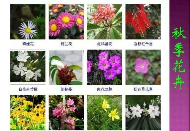 超全常見花卉植物圖譜(1332種),再也不怕不認識花了