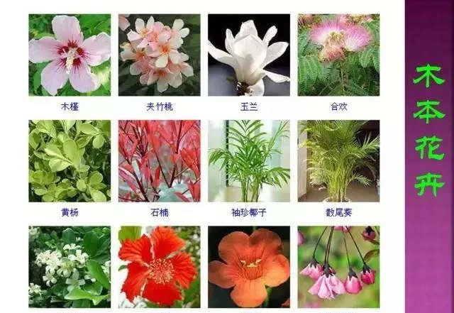 超全常見花卉植物圖譜(1332種),再也不怕不認識花了