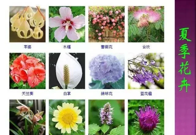 超全常見花卉植物圖譜(1332種),再也不怕不認識花了