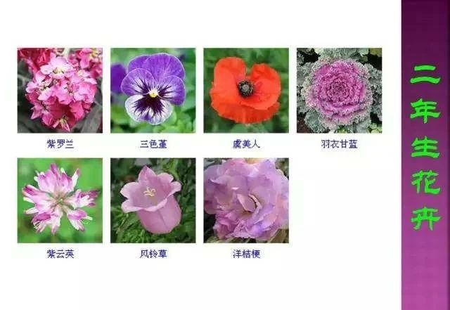 超全常見花卉植物圖譜(1332種),再也不怕不認識花了