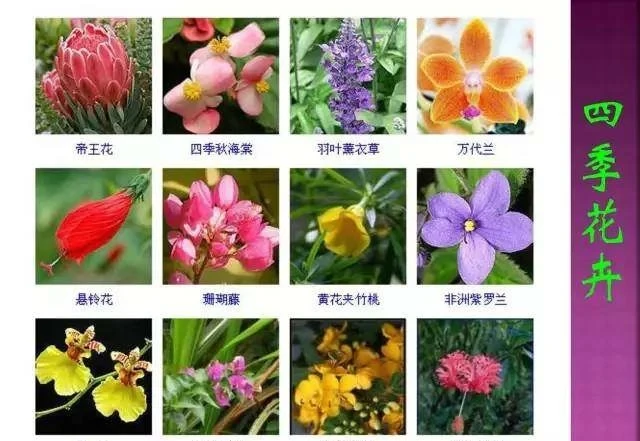 超全常見花卉植物圖譜(1332種),再也不怕不認識花了