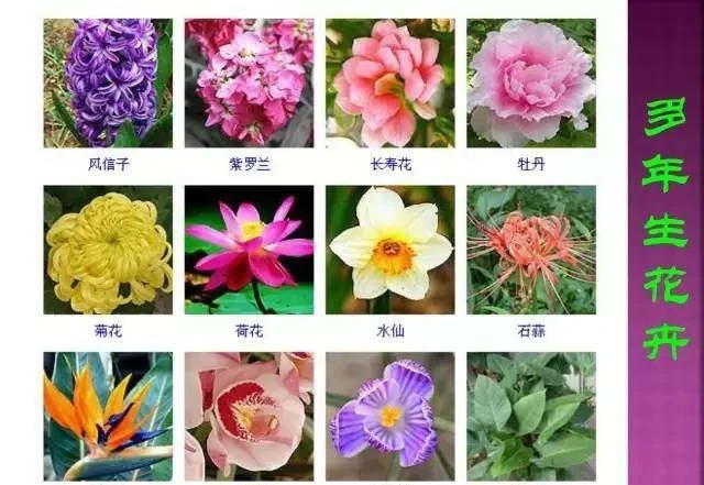 超全常見花卉植物圖譜(1332種),再也不怕不認識花了