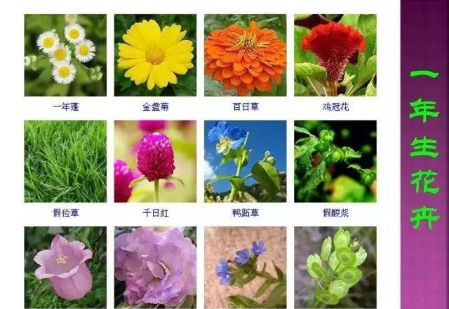 超全常見花卉植物圖譜(1332種),再也不怕不認識花了