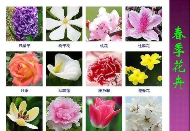 超全常見花卉植物圖譜(1332種),再也不怕不認識花了