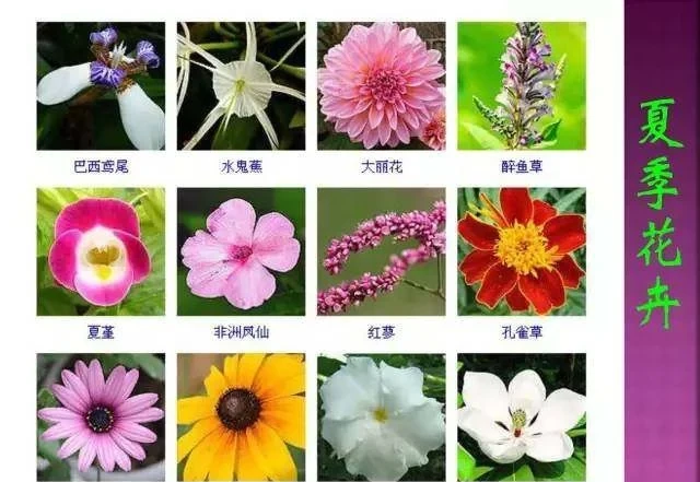 超全常見花卉植物圖譜(1332種),再也不怕不認識花了