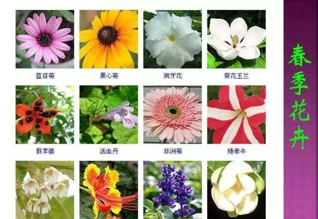 超全常見花卉植物圖譜(1332種),再也不怕不認識花了