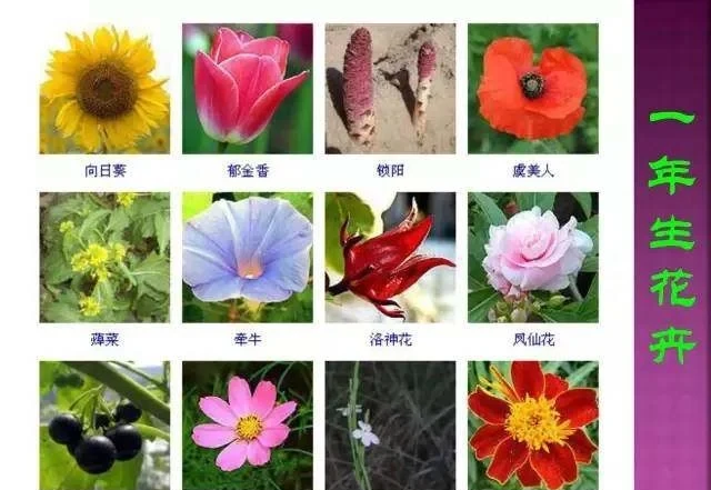 超全常見花卉植物圖譜(1332種),再也不怕不認識花了