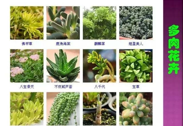 超全常見花卉植物圖譜(1332種),再也不怕不認識花了