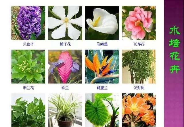 超全常見花卉植物圖譜(1332種),再也不怕不認識花了