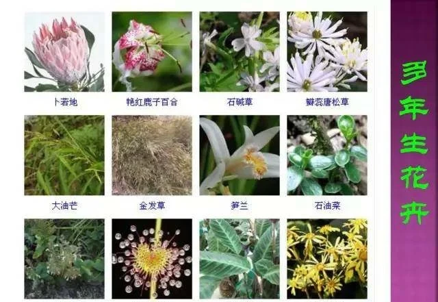 超全常見花卉植物圖譜(1332種),再也不怕不認識花了