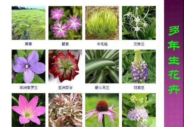超全常見花卉植物圖譜(1332種),再也不怕不認識花了