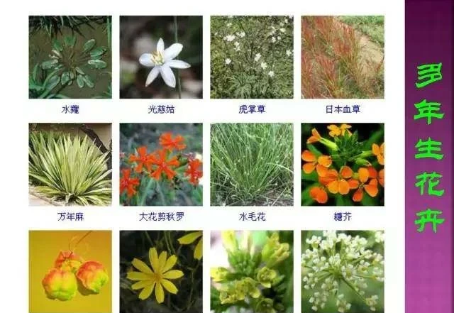 超全常見花卉植物圖譜(1332種),再也不怕不認識花了