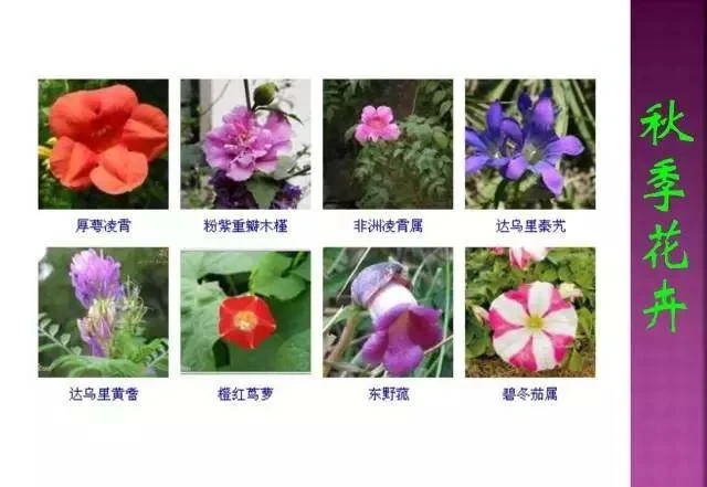 超全常見花卉植物圖譜(1332種),再也不怕不認識花了