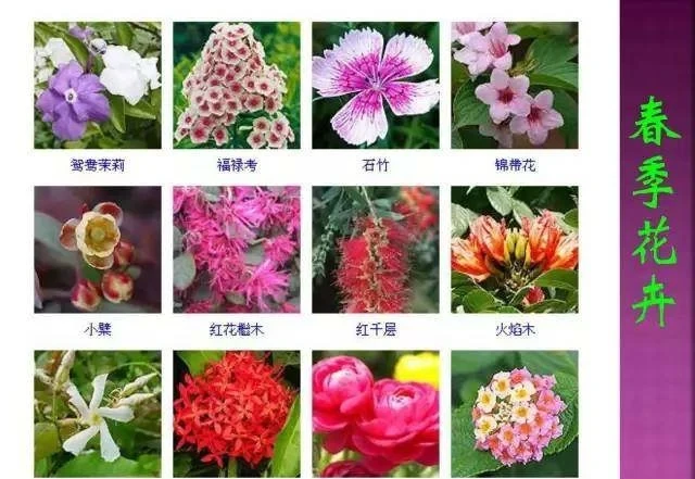 超全常見花卉植物圖譜(1332種),再也不怕不認識花了