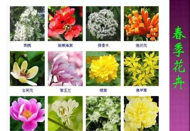 超全常見花卉植物圖譜(1332種),再也不怕不認識花了