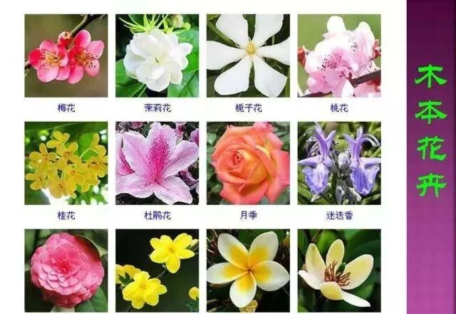 超全常見花卉植物圖譜(1332種),再也不怕不認識花了