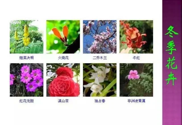 超全常見花卉植物圖譜(1332種),再也不怕不認識花了