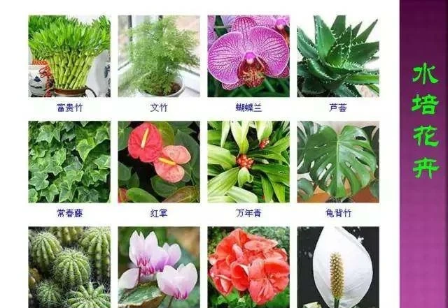超全常見花卉植物圖譜(1332種),再也不怕不認識花了