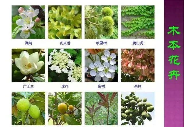 超全常見花卉植物圖譜(1332種),再也不怕不認識花了