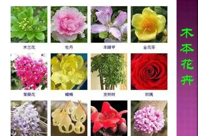超全常見花卉植物圖譜(1332種),再也不怕不認識花了