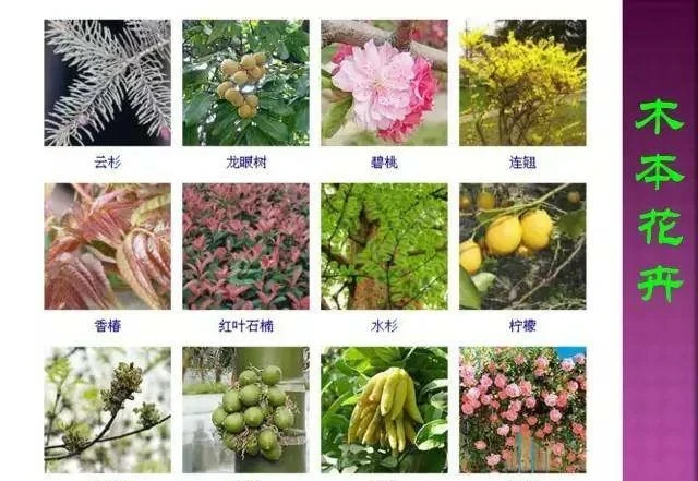 超全常見花卉植物圖譜(1332種),再也不怕不認識花了