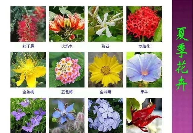 超全常見花卉植物圖譜(1332種),再也不怕不認識花了