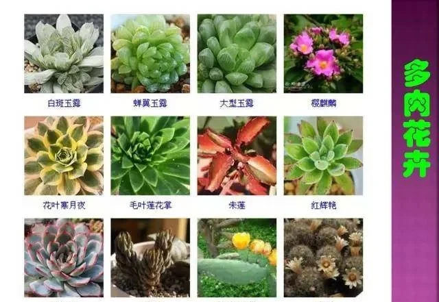 超全常見花卉植物圖譜(1332種),再也不怕不認識花了