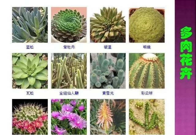 超全常見花卉植物圖譜（1332種），再也不怕不認識花了