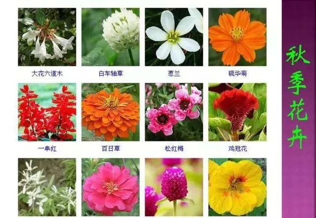 超全常見花卉植物圖譜(1332種),再也不怕不認識花了