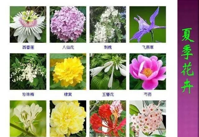超全常見花卉植物圖譜(1332種),再也不怕不認識花了