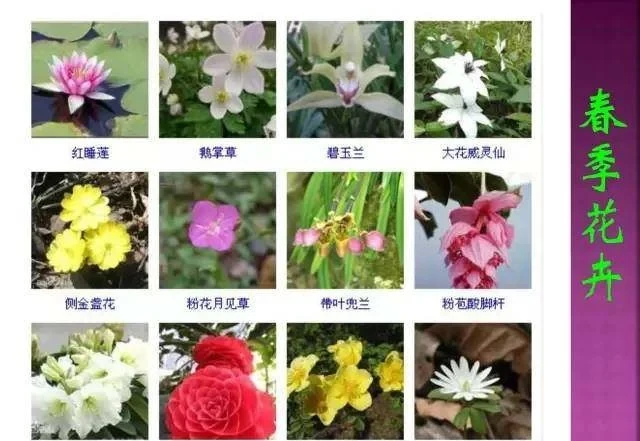超全常見花卉植物圖譜(1332種),再也不怕不認識花了
