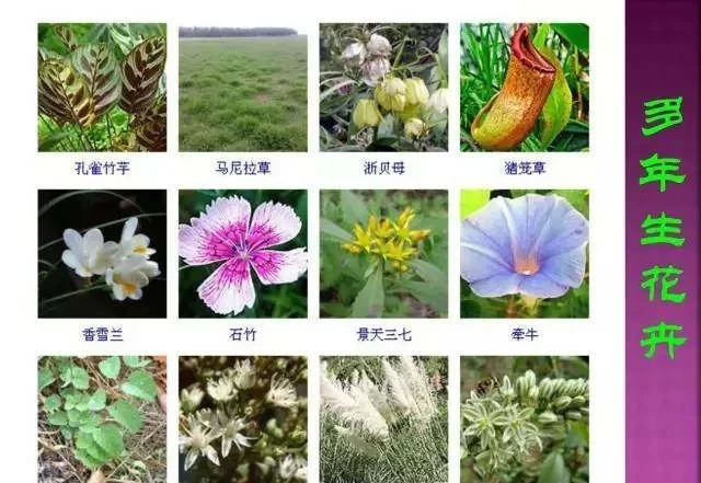 超全常見花卉植物圖譜(1332種),再也不怕不認識花了