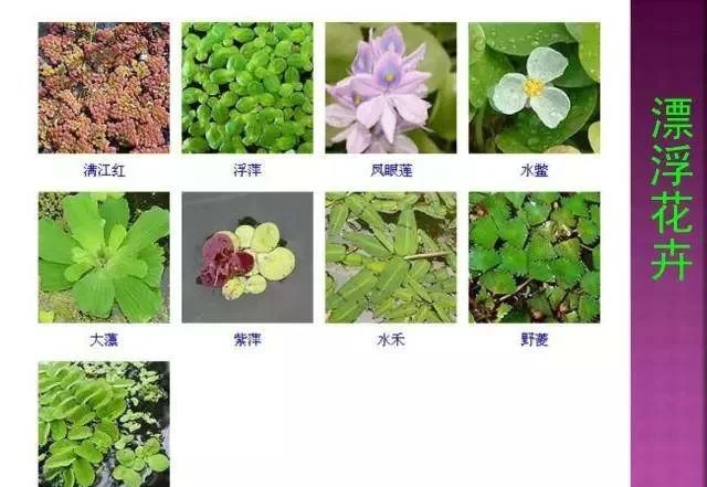 超全常見花卉植物圖譜(1332種),再也不怕不認識花了
