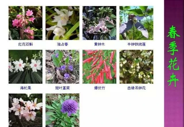 超全常見花卉植物圖譜(1332種),再也不怕不認識花了